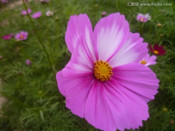 格桑花