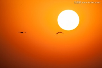 夕阳里的两只飞鸟