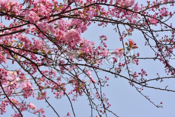 樱花 海棠花