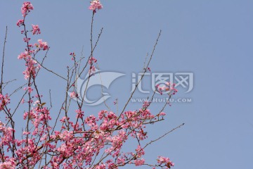 海棠花 垂丝海棠