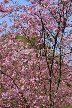 樱花 海棠花