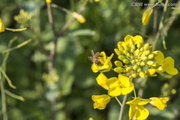 油菜花上的小蜜蜂