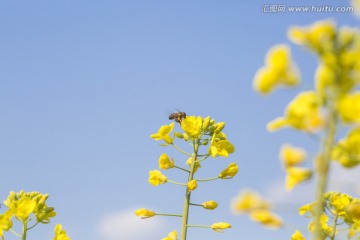 蓝天下的小蜜蜂