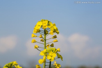 一朵油菜花