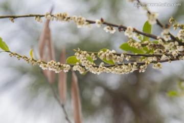 小白花 高清图