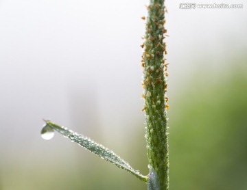 小草