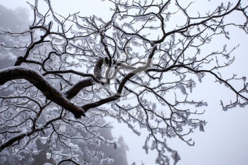 雪中虬枝