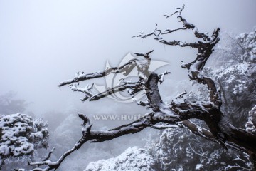 雪中虬枝