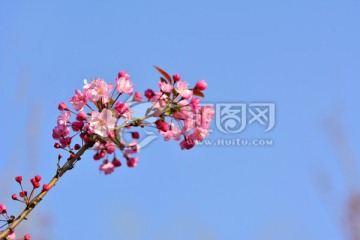 海棠花 垂丝海棠