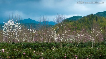 从化溪头村阿婆六木兰花海