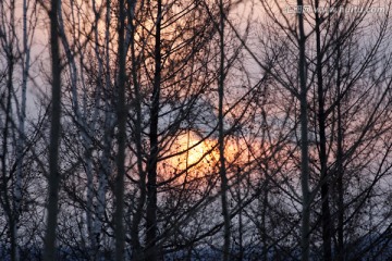 晨光升起 冬天原始森林