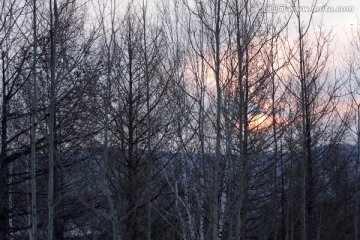 晨光初照 冬季森林