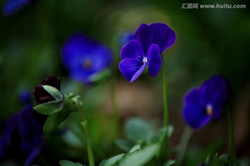 紫色 花朵