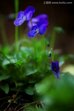 蝴蝶花 紫色花