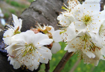 樱桃花