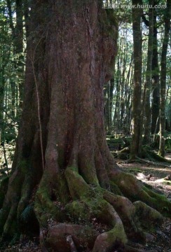 原始森林 古树