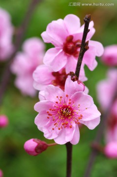 粉红色的梅花