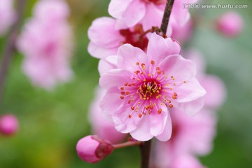 梅花