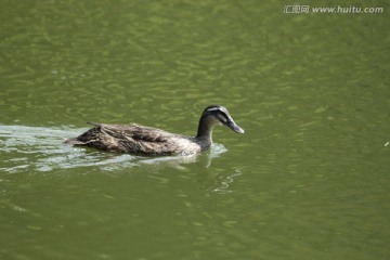 小鸭子