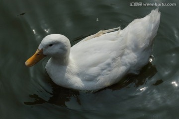 一只白鸭子
