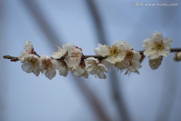 梅花