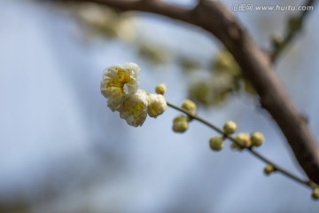 梅花花蕾