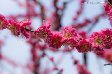 梅花