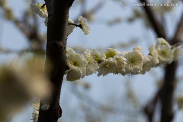 梅花