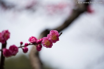 红梅
