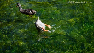 水中觅食的鸭子