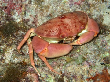 海底的大螃蟹