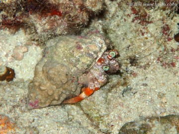 海底的寄居蟹