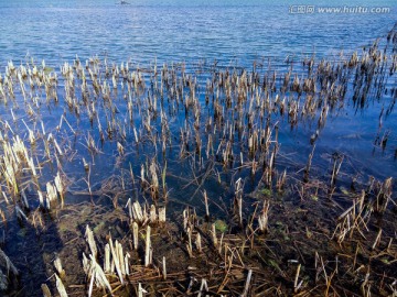 湖中水草