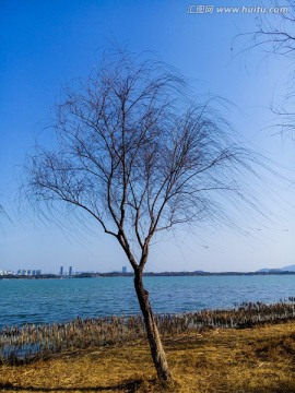 湖边垂丝柳树