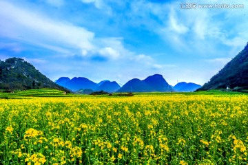 云南罗平油菜花