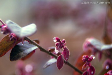 小清新植物