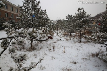 松雪