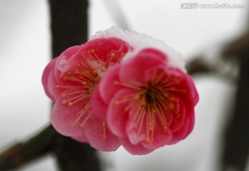 雪梅