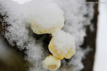 雪梅