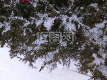 松树 雪景