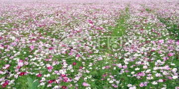 海南三亚花海图片