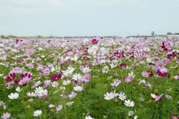 菊花图片