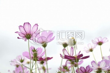 菊花图片