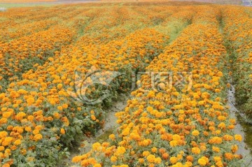 海南三亚花海图片