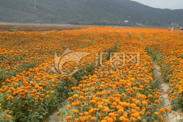 海南三亚花海图片