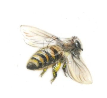 高清手绘蜜蜂