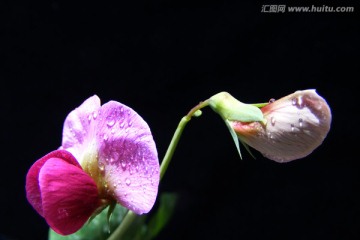 小豌花