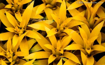 黄色凤梨花花纹图案背景