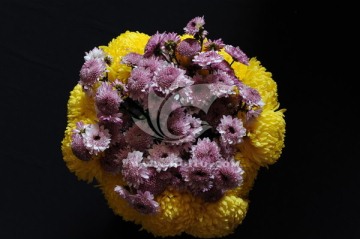 紫色雏菊 黄色菊花