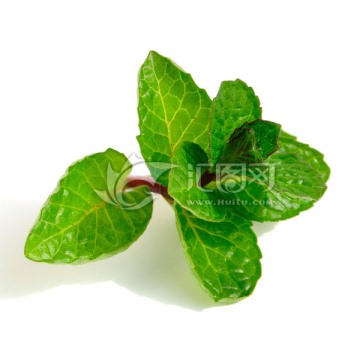 薄荷